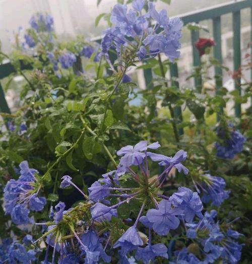 蓝雪花花语是什么意思？蓝雪花的寓意象征有哪些？