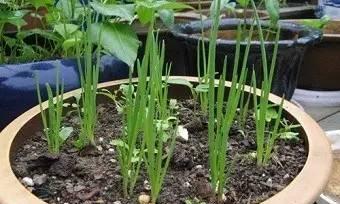 葱怎么浇水方法？掌握正确的浇水技巧有哪些好处？