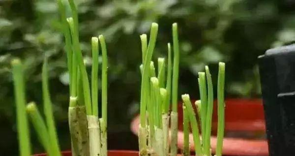 葱怎么浇水方法？掌握正确的浇水技巧有哪些好处？