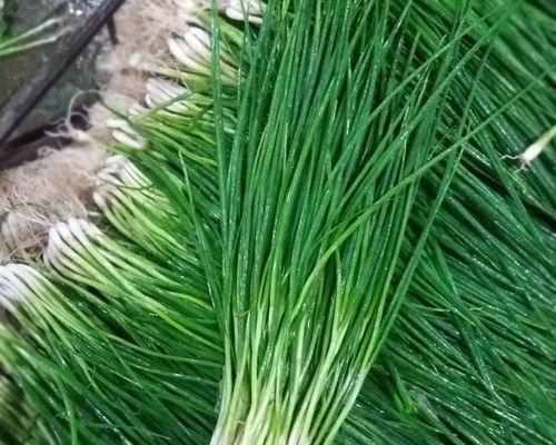 葱留种子的最佳方法是什么？葱种子保存技巧有哪些？