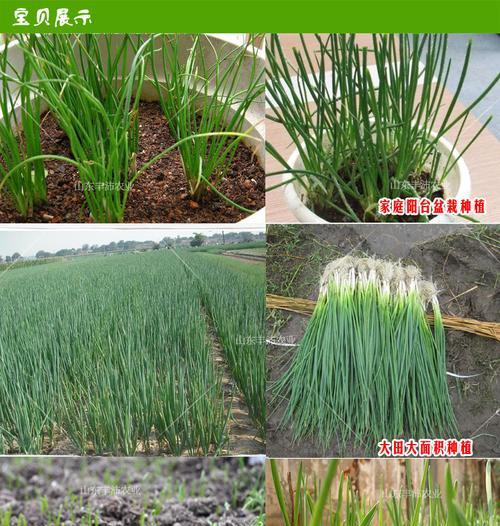 葱种子怎么种植方法？步骤和注意事项是什么？