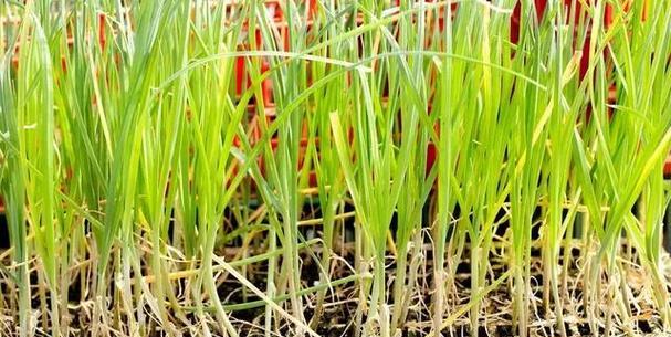 葱种子怎么种植方法？步骤和注意事项是什么？