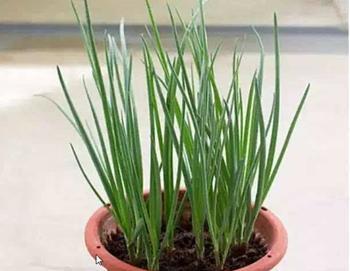 葱种子怎么种植方法？步骤和注意事项是什么？
