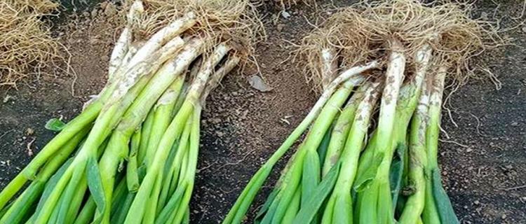 葱子的种植方法和时间是什么？