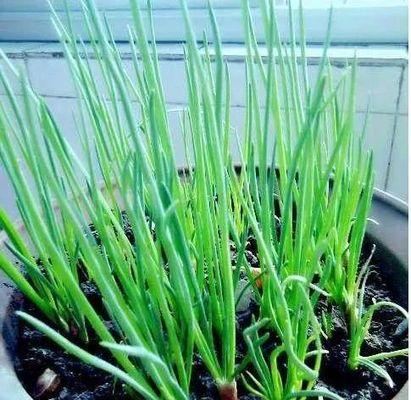 葱子的种植方法和时间是什么？