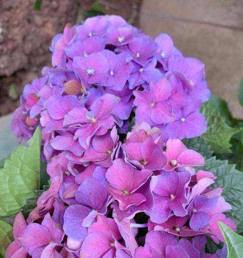 浪漫花语的花是什么？如何选择表达爱意的花卉？