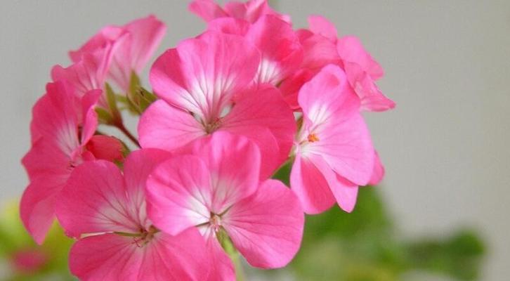 老虎花的花语是什么？了解老虎花的象征意义和用途？