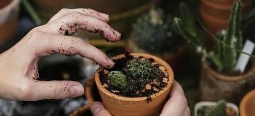 从山上挖的土可以直接种花吗？使用前需要哪些处理步骤？