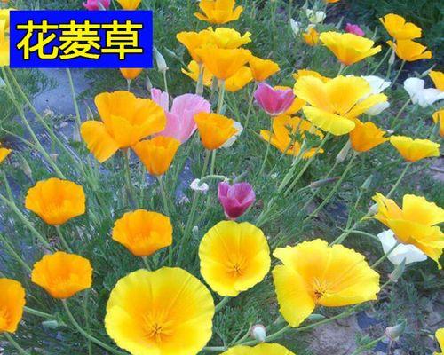 丛生花卉有哪些种类？如何选择适合的丛生花卉？