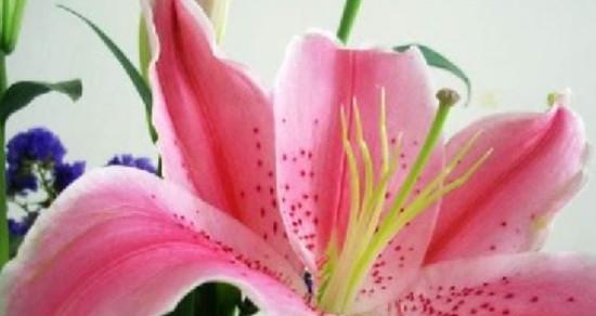 冷门好听的花名花语有哪些？如何挑选寓意深刻的花卉？
