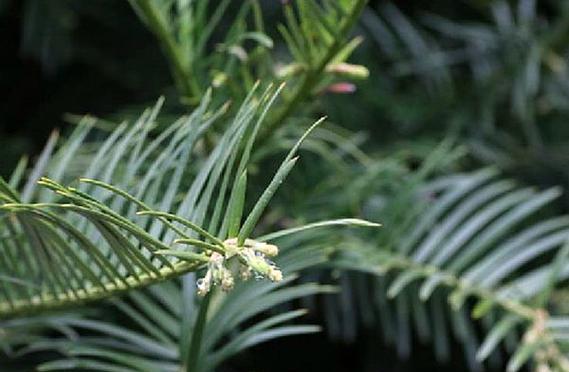 粗榧树是保护植物吗？粗榧树的保护级别和相关法规是什么？