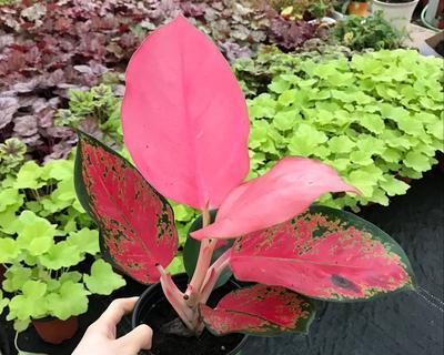 粗肋草会开花吗？开花的颜色和样子是怎样的？