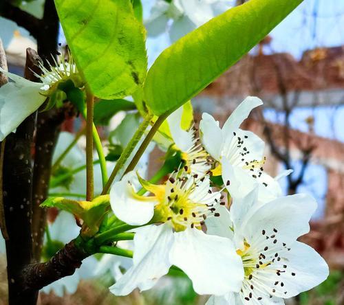 梨花的花语是什么？梨花象征着什么意义？