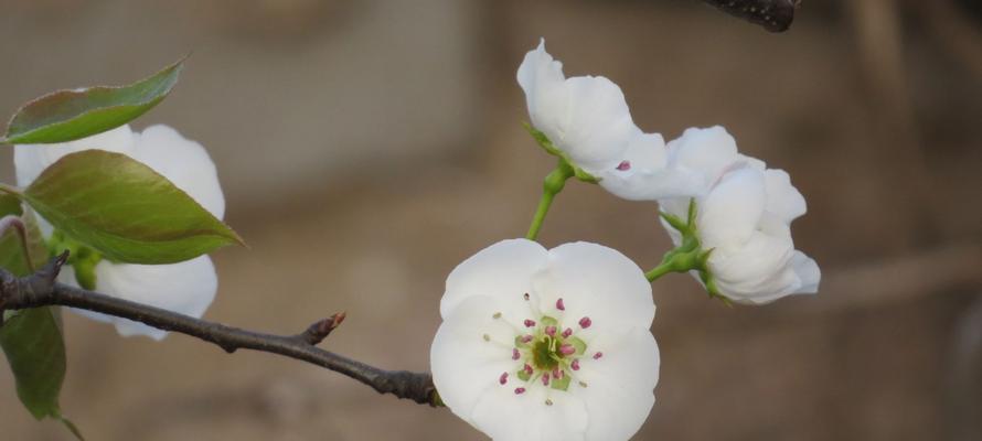 梨花的花语是什么？梨花象征着什么意义？