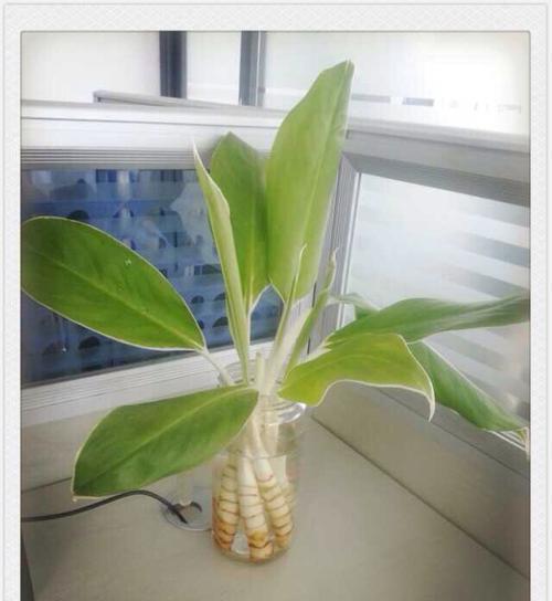 粗肋草水养方法是什么？水养粗肋草需要注意哪些问题？