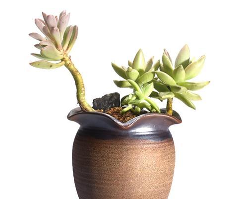 粗陶花盆适合种什么花？有哪些植物推荐？