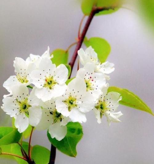 梨花的花语是什么？它有哪些寓意和象征意义？