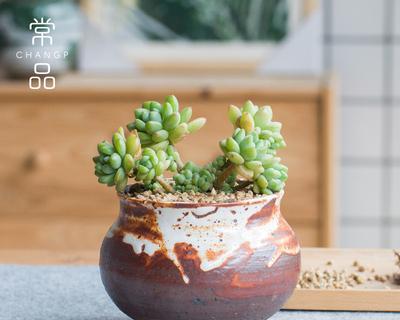 粗陶花盆适合种什么花？有哪些植物推荐？