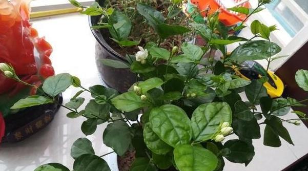 醋水浇花的正确方法和注意事项是什么？