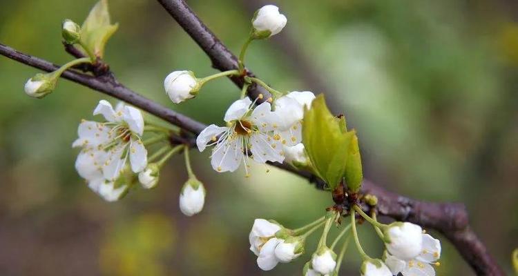 梨花的寓意和象征是什么？如何理解梨花在文化中的地位？