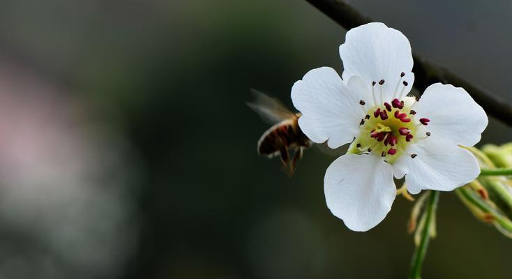 梨花的寓意和象征是什么？如何理解梨花在文化中的地位？