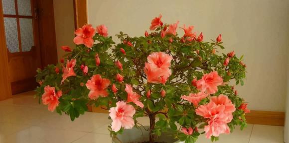 醋水浇花的正确方法是什么？能用醋水浇花吗？