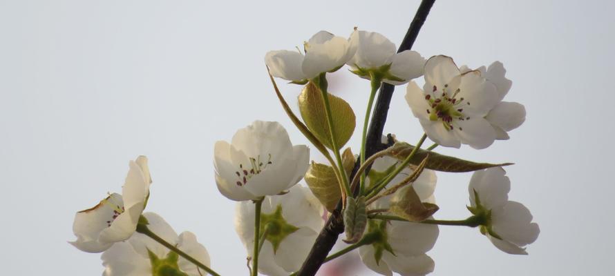 梨花花语是什么？了解梨花的象征意义和文化内涵？