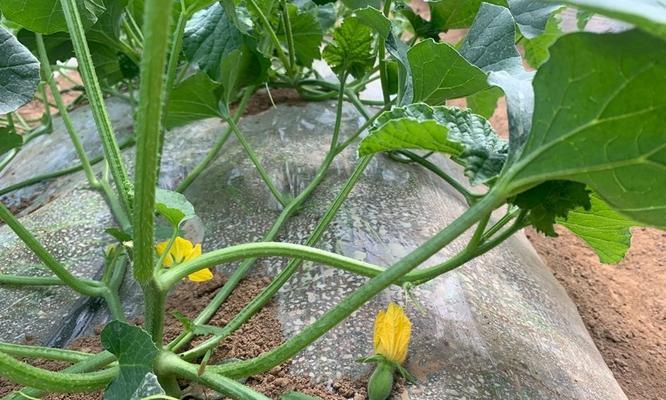 脆瓜种植的最佳时间是什么时候？如何确保高产？