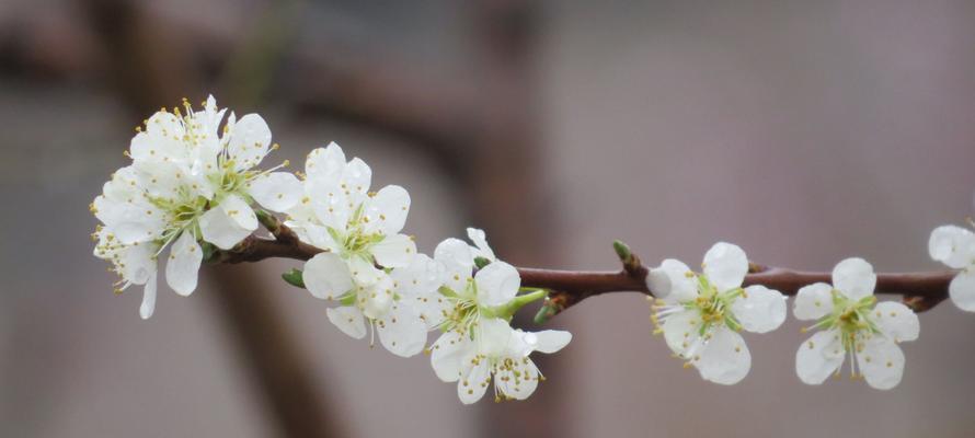 梨花花语是什么意思？如何理解梨花的象征意义？