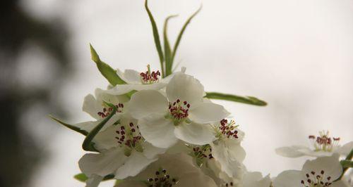 梨花象征着什么意义？如何理解梨花的文化和象征含义？