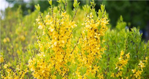 连翘花花语是什么？连翘花寓意有哪些常见问题？