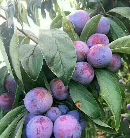 脆红李施肥指南：哪种肥料最适宜？使用方法是什么？