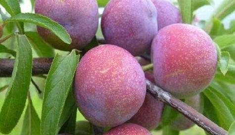 脆红李施肥指南：哪种肥料最适宜？使用方法是什么？