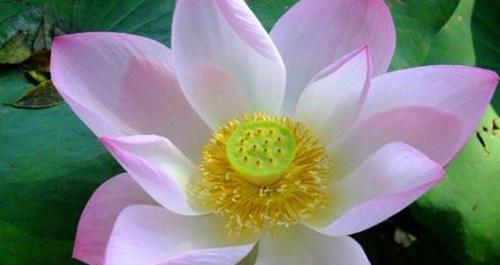莲花花语代表什么意思？如何理解莲花的象征意义？