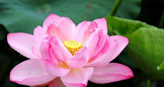 莲花的象征意义是什么？莲花寓意着什么意思？