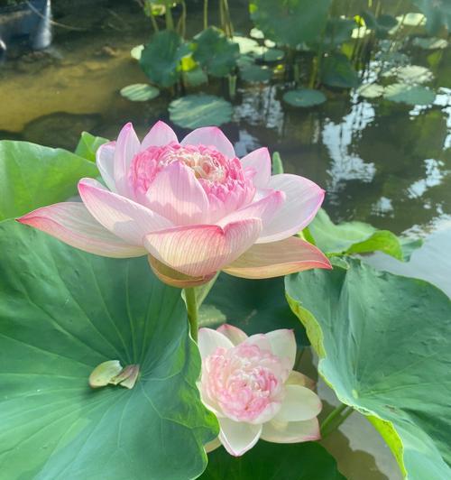 莲花的象征意义是什么？莲花寓意着什么意思？