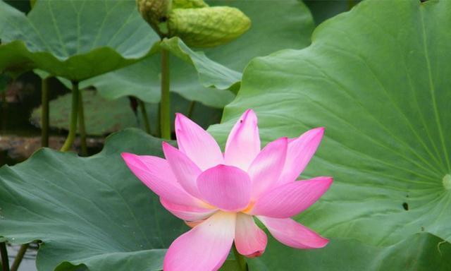 莲花的象征意义是什么？莲花寓意着什么意思？