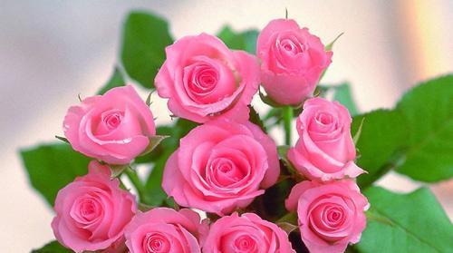 两朵玫瑰代表什么意思？花语背后的含义是什么？