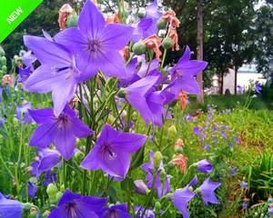 铃铛花花语是什么？如何正确解读铃铛花的含义？