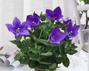 铃铛花花语是什么？如何正确解读铃铛花的含义？