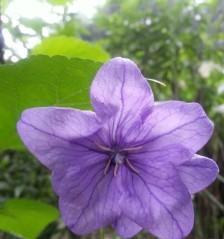 铃铛花花语是什么？如何正确解读铃铛花的含义？