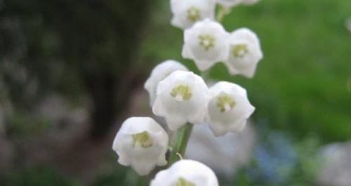 铃兰的花语是什么？为什么它象征着幸福和好运？