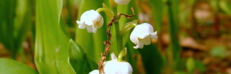 铃兰花的花语是什么？有哪些关于铃兰花的传说故事？