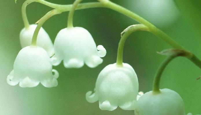 铃兰花的花语是什么？有哪些关于铃兰花的传说故事？