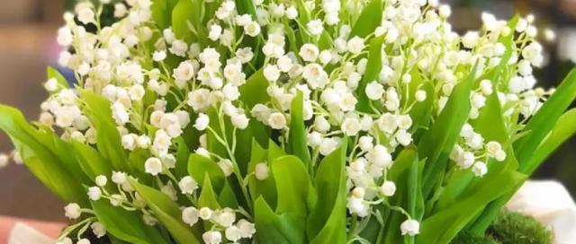 铃兰花的花语是什么？铃兰花寓意着什么？