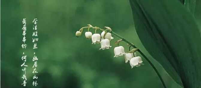 铃兰花的花语是什么？铃兰花寓意着什么？