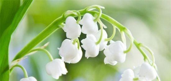 铃兰花的花语是什么？如何正确解读铃兰花的含义？