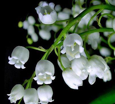 铃兰花的花语是什么？如何正确解读铃兰花的含义？