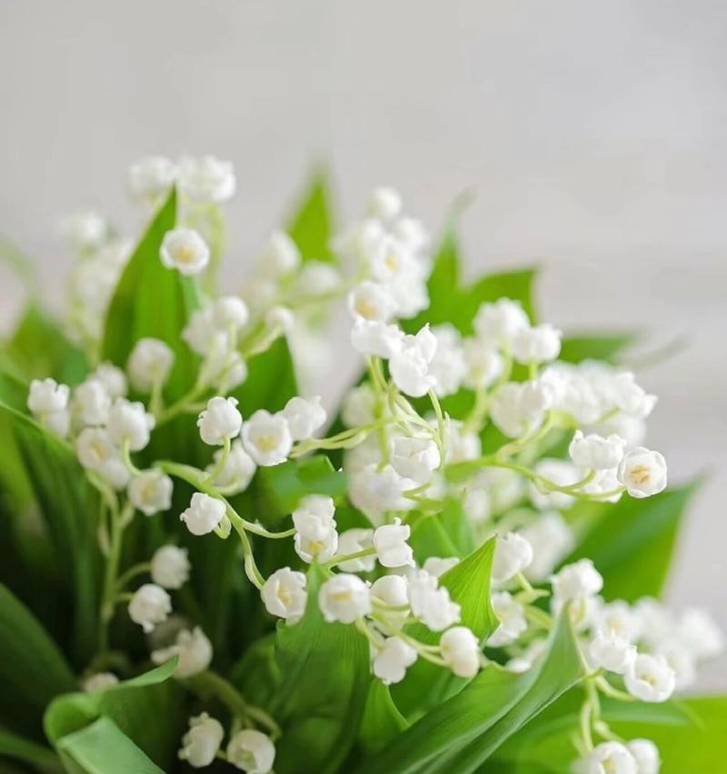 铃兰花的花语是什么？如何正确解读铃兰花的含义？