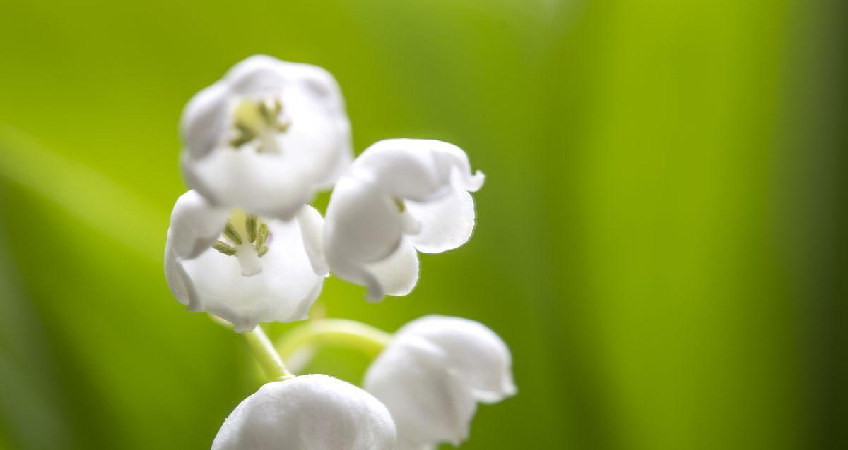 铃兰花的寓意是什么意思？如何正确理解铃兰花的象征意义？